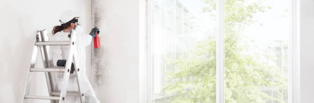 Best Black Mold Removal  in Mount Airy, MD